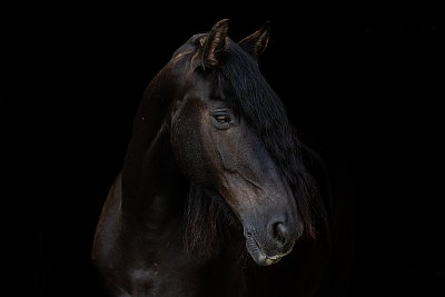 horse-photography-devon-cornwall-exeter.jpg