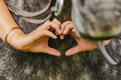 Unique horse photography portrait by Julia Powney Photography 