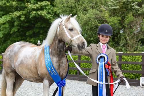 Equestrian showing photo at Knightswood, Cornwall horse photographed by Julia Powney Photography