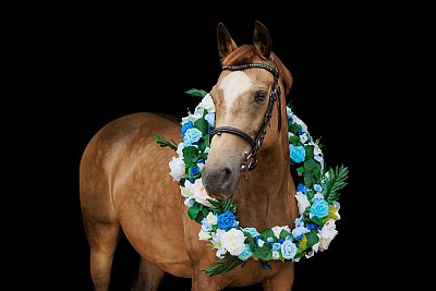 equestrian horse photo by Julia Powney Photography